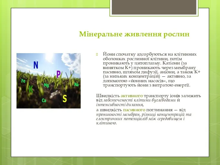 Мінеральне живлення рослин Йони спочатку адсорбуються на клітинних оболонках рослинної клітини, потім