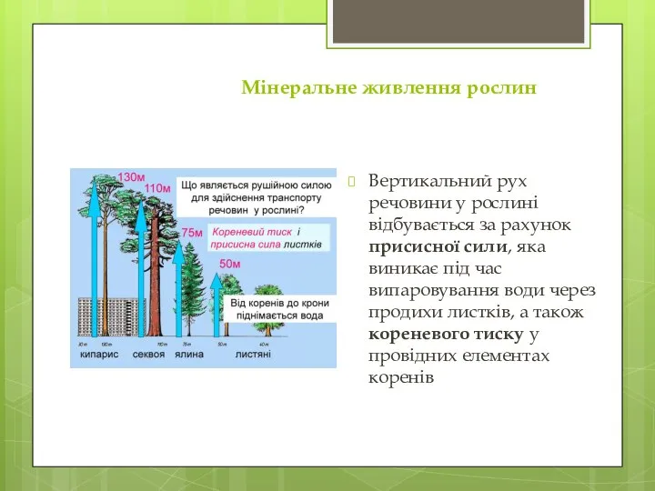 Мінеральне живлення рослин Вертикальний рух речовини у рослині відбувається за рахунок присисної