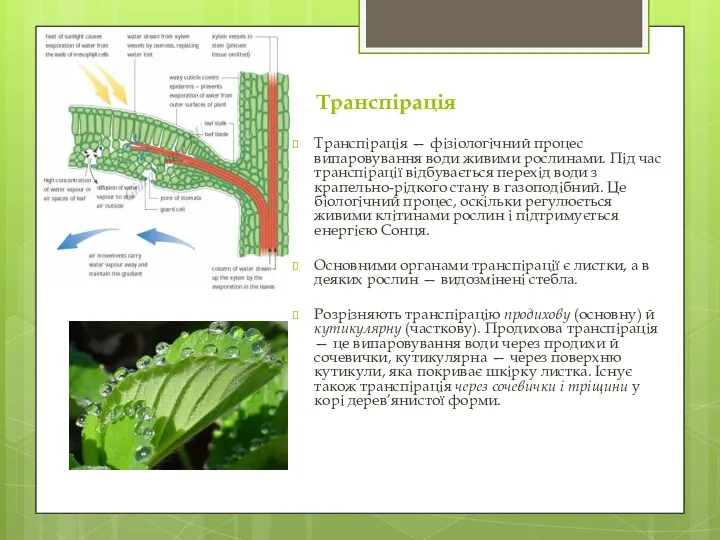 Транспірація Транспірація — фізіологічний процес випаровування води живими рослинами. Під час транспірації