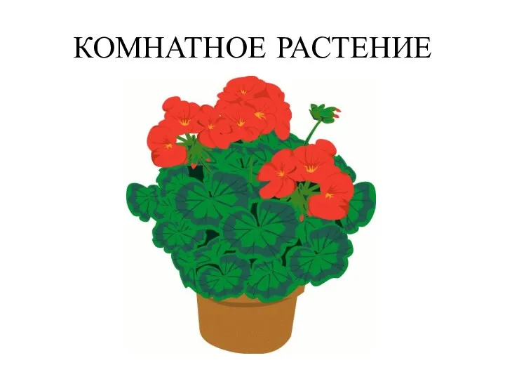 КОМНАТНОЕ РАСТЕНИЕ