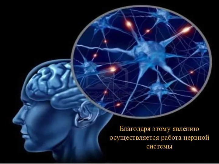 Благодаря этому явлению осуществляется работа нервной системы