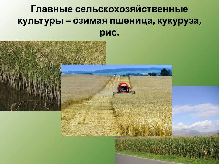 Главные сельскохозяйственные культуры – озимая пшеница, кукуруза, рис.