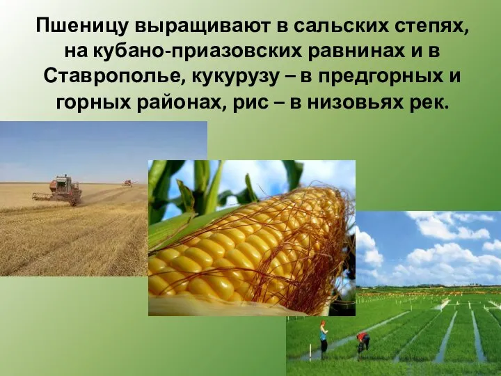 Пшеницу выращивают в сальских степях, на кубано-приазовских равнинах и в Ставрополье, кукурузу