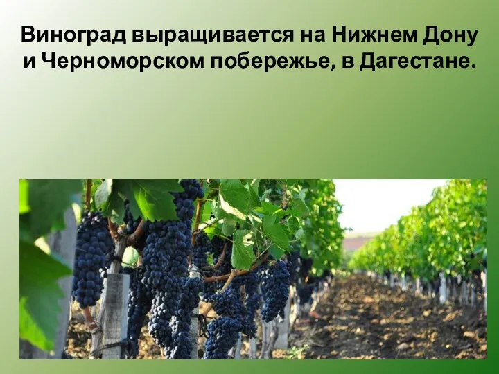 Виноград выращивается на Нижнем Дону и Черноморском побережье, в Дагестане.