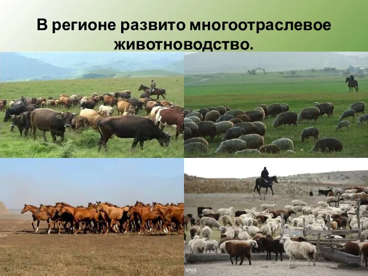 В регионе развито многоотраслевое животноводство.