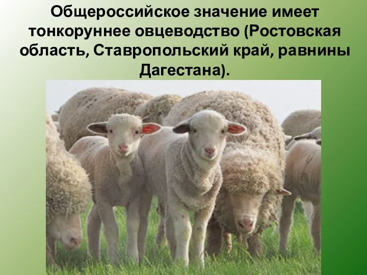 Общероссийское значение имеет тонкоруннее овцеводство (Ростовская область, Ставропольский край, равнины Дагестана).
