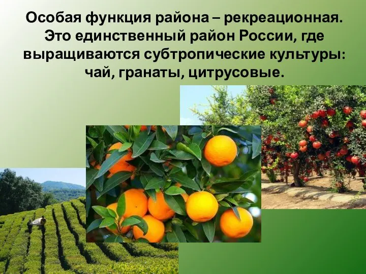 Особая функция района – рекреационная. Это единственный район России, где выращиваются субтропические культуры: чай, гранаты, цитрусовые.