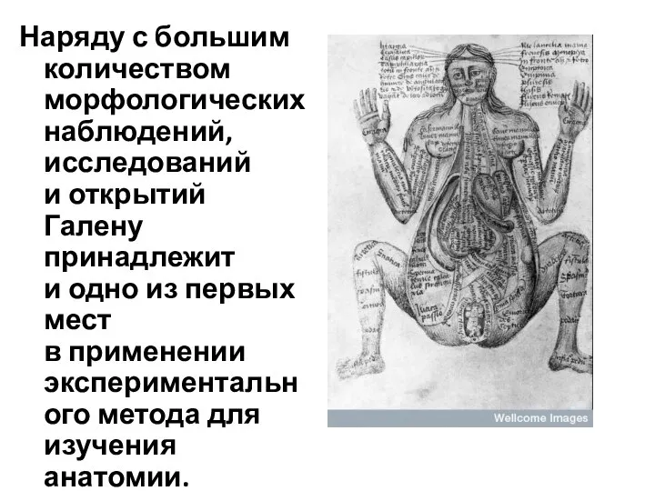 Наряду с большим количеством морфологических наблюдений, исследований и открытий Галену принадлежит и