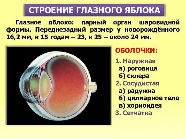 СТРОЕНИЕ ГЛАЗНОГО ЯБЛОКА Глазное яблоко: парный орган шаровидной формы. Переднезадний размер у