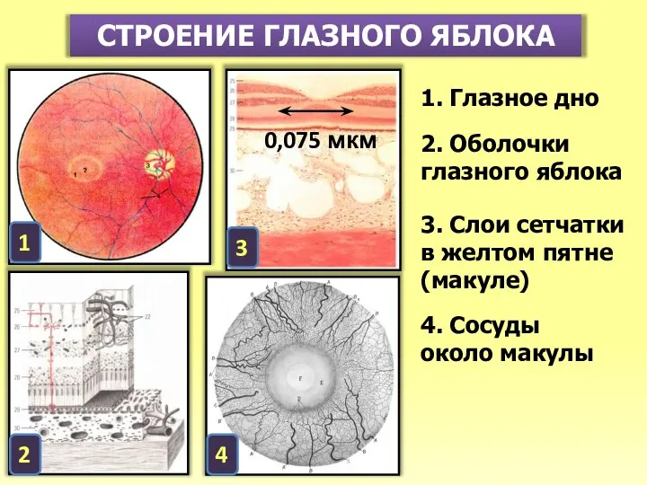 СТРОЕНИЕ ГЛАЗНОГО ЯБЛОКА 1. Глазное дно 2. Оболочки глазного яблока 3. Слои