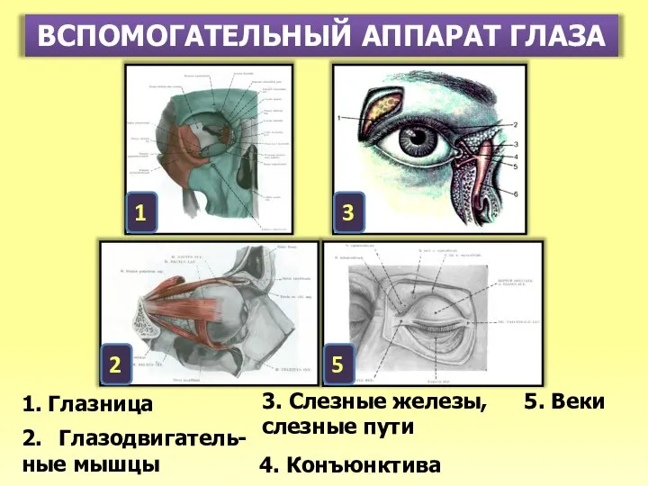 ВСПОМОГАТЕЛЬНЫЙ АППАРАТ ГЛАЗА 1. Глазница 2. Глазодвигатель-ные мышцы 3. Слезные железы, слезные