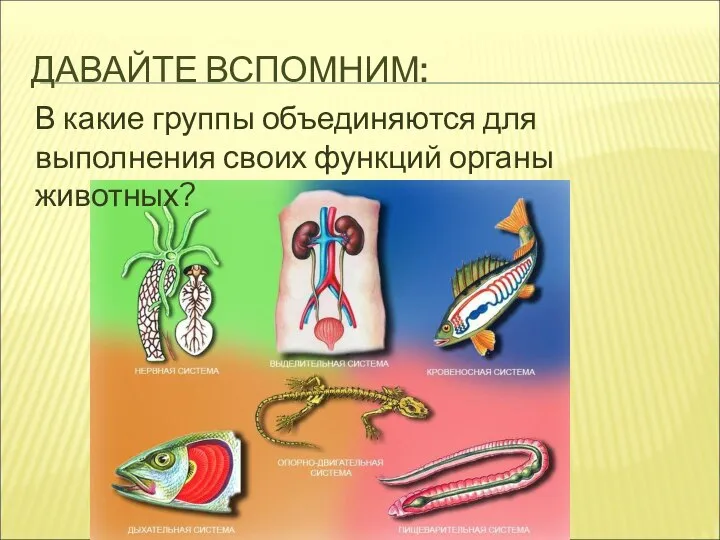 ДАВАЙТЕ ВСПОМНИМ: В какие группы объединяются для выполнения своих функций органы животных?