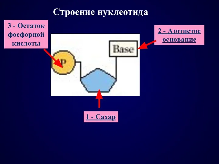 1 - Сахар 2 - Азотистое основание 3 - Остаток фосфорной кислоты Строение нуклеотида