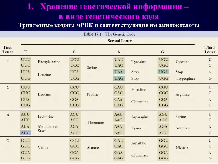 Хранение генетической информации – в виде генетического кода Триплетные кодоны мРНК и соответствующие им аминокислоты