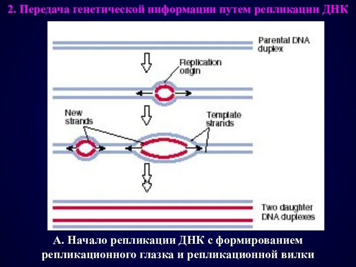 А. Начало репликации ДНК с формированием репликационного глазка и репликационной вилки 2.