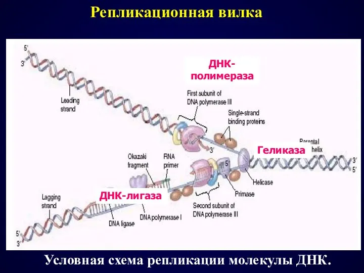 Условная схема репликации молекулы ДНК. Геликаза ДНК-полимераза ДНК-лигаза Репликационная вилка