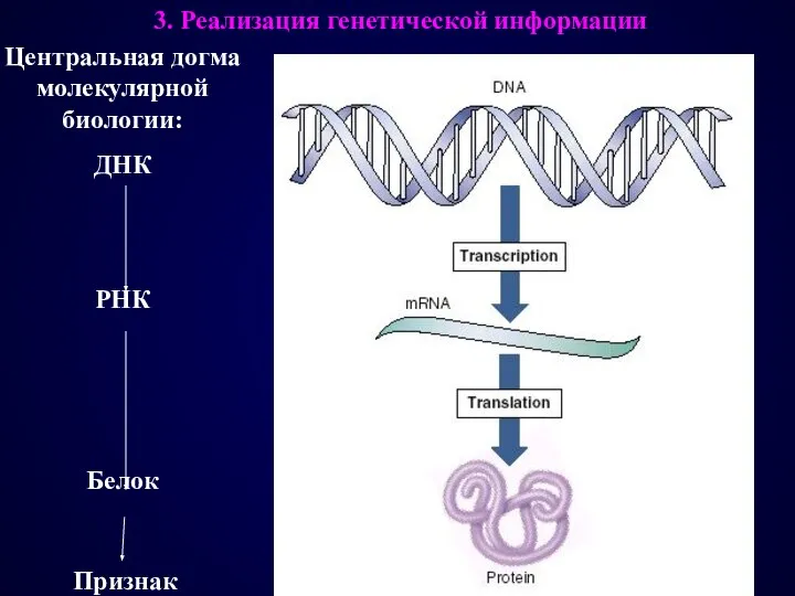 Центральная догма молекулярной биологии: ДНК РНК Белок Трансляция 3. Реализация генетической информации Признак