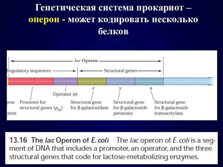 Генетическая система прокариот – оперон - может кодировать несколько белков