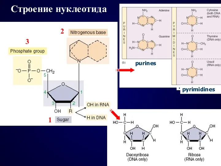 1 2 3 purines pyrimidines purines pyrimidines Строение нуклеотида