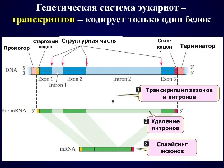 Генетическая система эукариот – транскриптон – кодирует только один белок Структурная часть