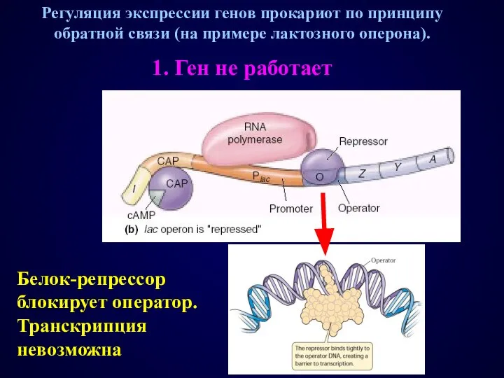 Регуляция экспрессии генов прокариот по принципу обратной связи (на примере лактозного оперона).
