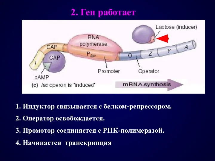 1. Индуктор связывается с белком-репрессором. 2. Оператор освобождается. 3. Промотор соединяется с