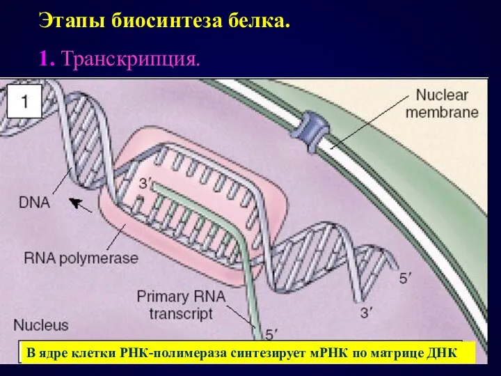 Этапы биосинтеза белка. 1. Транскрипция. В ядре клетки РНК-полимераза синтезирует мРНК по матрице ДНК