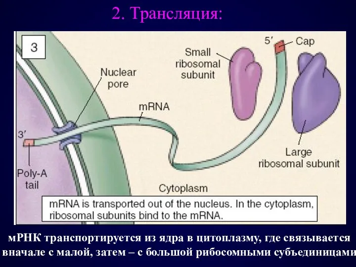 мРНК транспортируется из ядра в цитоплазму, где связывается вначале с малой, затем