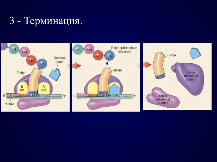 3 - Терминация.