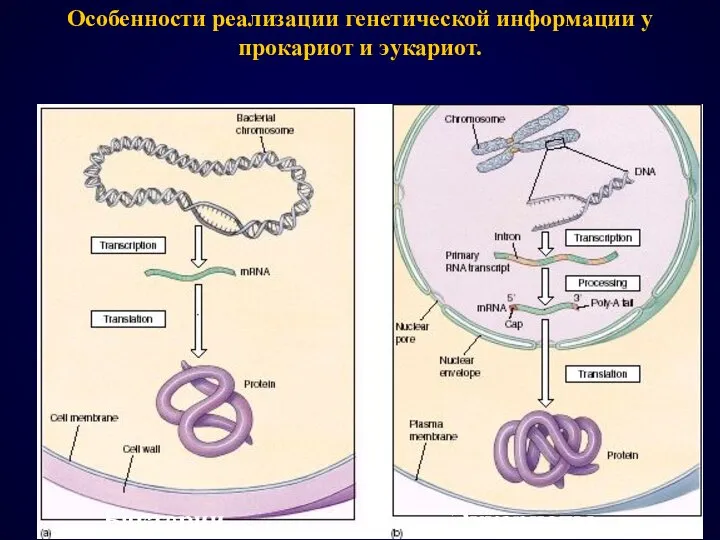 Особенности реализации генетической информации у прокариот и эукариот. Бактерии Эукариоты