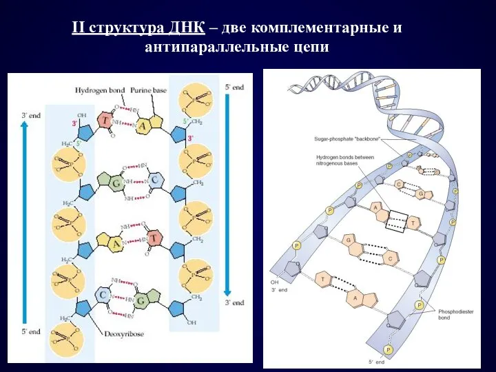 II cтруктура ДНК – две комплементарные и антипараллельные цепи