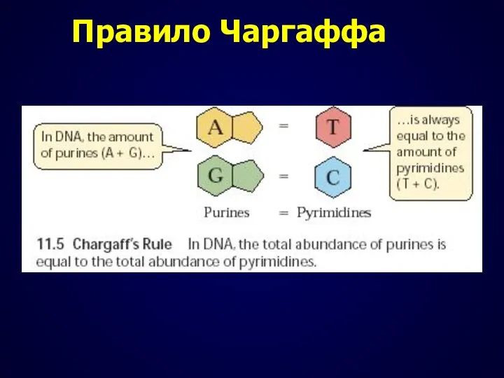 Правило Чаргаффа