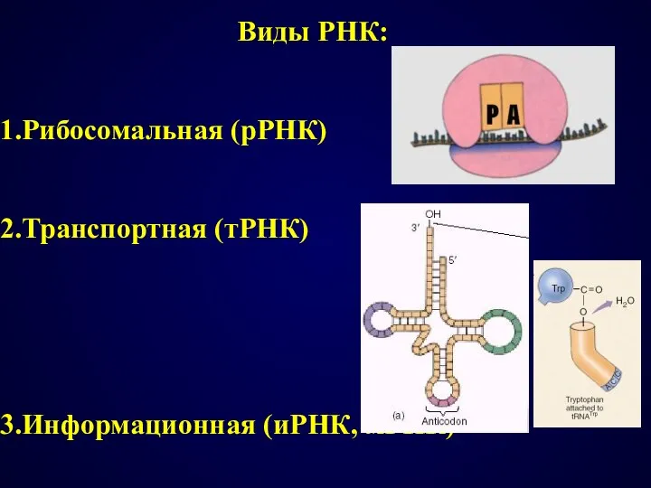 Виды РНК: Рибосомальная (рРНК) Транспортная (тРНК) Информационная (иРНК, мРНК)