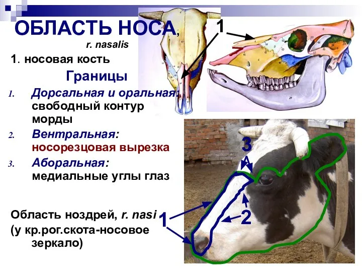 1 6 ОБЛАСТЬ НОСА, r. nasalis 1. носовая кость Границы Дорсальная и