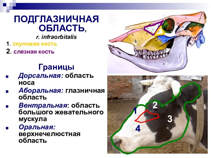 1 ПОДГЛАЗНИЧНАЯ ОБЛАСТЬ, r. infraorbitalis 1. скуловая кость 2. слезная кость Границы