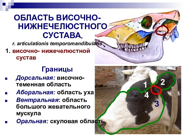 1 ОБЛАСТЬ ВИСОЧНО-НИЖНЕЧЕЛЮСТНОГО СУСТАВА, r. articulationis temporomandibularis 1. височно- нижечелюстной сустав Границы