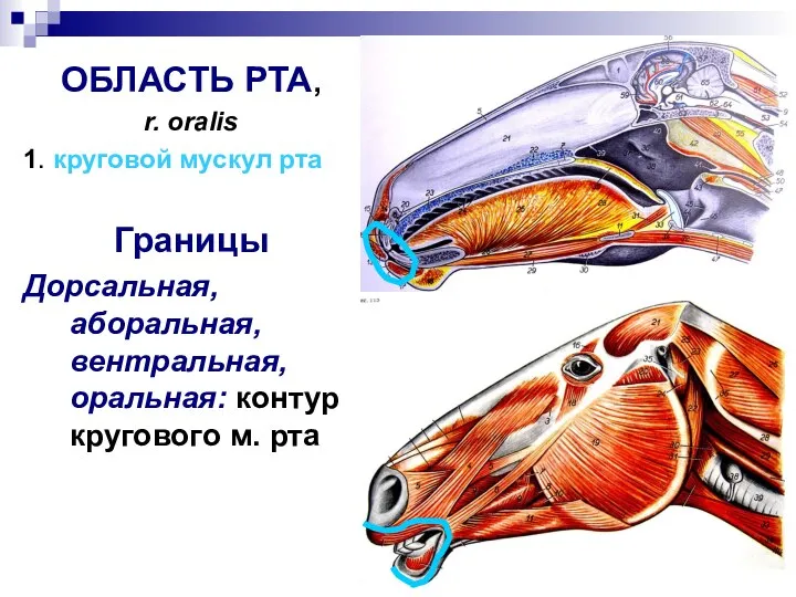 1 ОБЛАСТЬ РТА, r. oralis 1. круговой мускул рта Границы Дорсальная, аборальная,