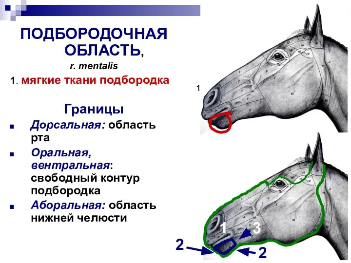 1 ПОДБОРОДОЧНАЯ ОБЛАСТЬ, r. mentalis 1. мягкие ткани подбородка Границы Дорсальная: область