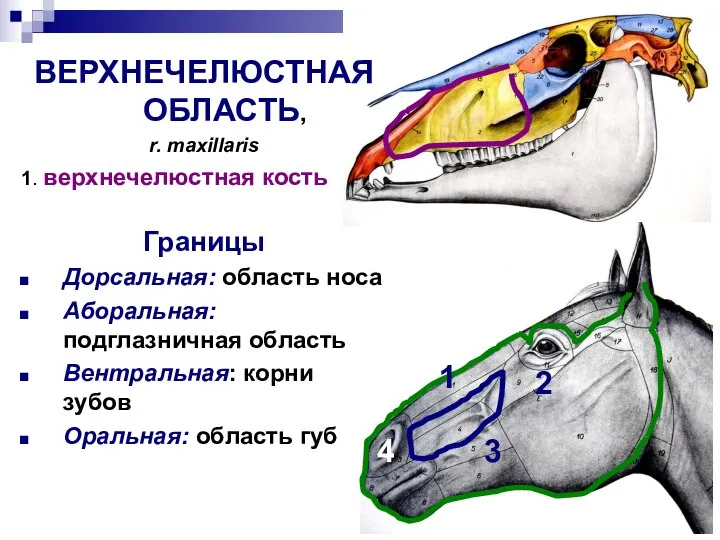 1 1 2 2 3 1 2 3 4 ВЕРХНЕЧЕЛЮСТНАЯ ОБЛАСТЬ, r.