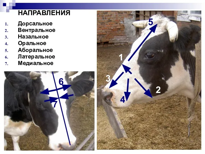 5 2 1 3 4 НАПРАВЛЕНИЯ Дорсальное Вентральное Назальное Оральное Аборальное Латеральное Медиальное 6 7