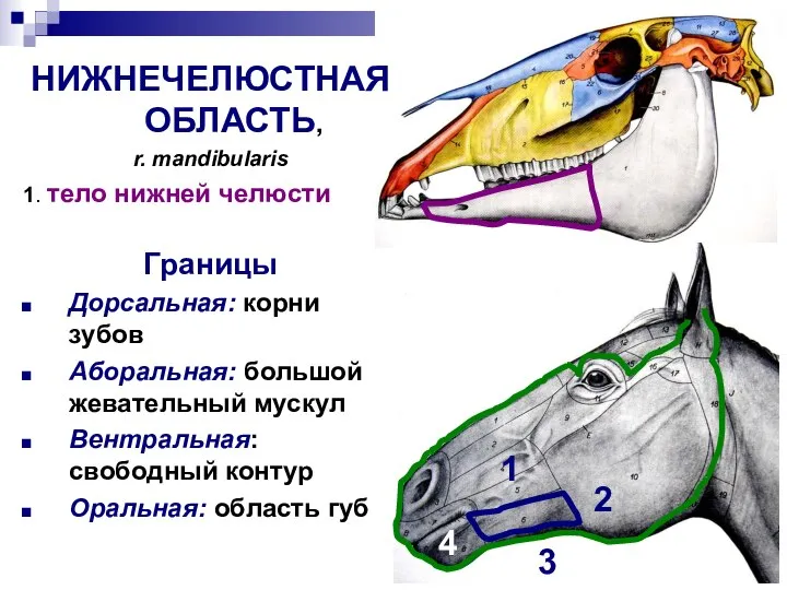 1 1 2 2 3 1 2 3 4 НИЖНЕЧЕЛЮСТНАЯ ОБЛАСТЬ, r.