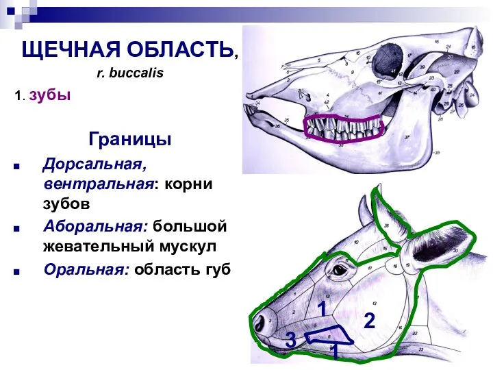 1 ЩЕЧНАЯ ОБЛАСТЬ, r. buccalis 1. зубы Границы Дорсальная, вентральная: корни зубов