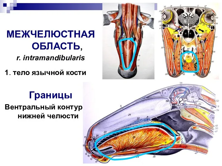 1 МЕЖЧЕЛЮСТНАЯ ОБЛАСТЬ, r. intramandibularis 1. тело язычной кости Границы Вентральный контур нижней челюсти