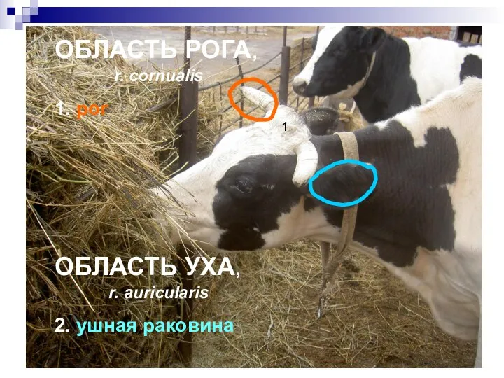 1 ОБЛАСТЬ РОГА, r. cornualis 1. рог ОБЛАСТЬ УХА, r. auricularis 2. ушная раковина