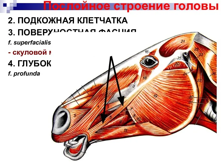 Послойное строение головы 2. ПОДКОЖНАЯ КЛЕТЧАТКА 3. ПОВЕРХНОСТНАЯ ФАСЦИЯ, f. superfacialis -