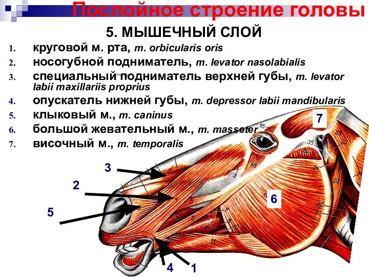 Послойное строение головы 5. МЫШЕЧНЫЙ СЛОЙ круговой м. рта, m. orbicularis oris