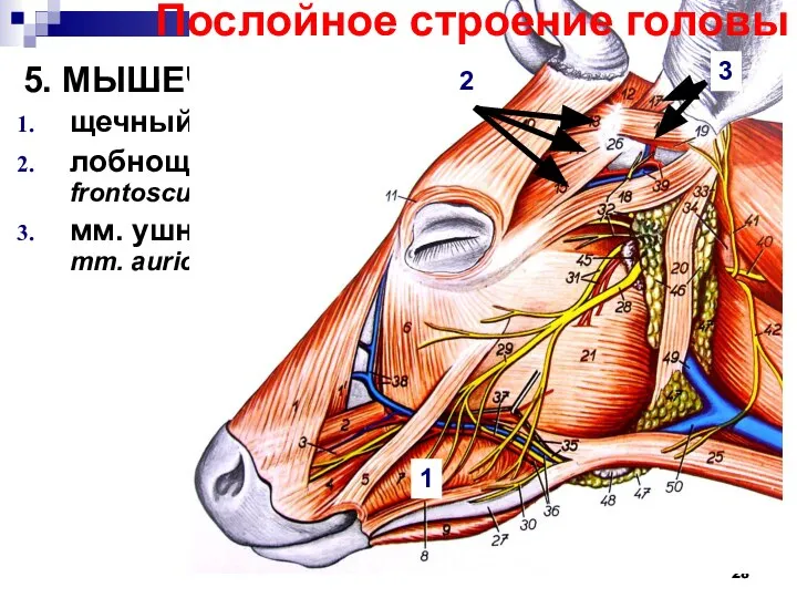 5. МЫШЕЧНЫЙ СЛОЙ щечный м., m. buccalis лобнощитковый м., m. frontoscutularis мм.