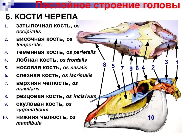 Послойное строение головы 6. КОСТИ ЧЕРЕПА затылочная кость, os occipitalis височная кость,