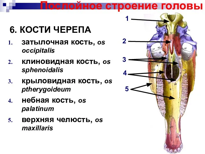 Послойное строение головы 6. КОСТИ ЧЕРЕПА затылочная кость, os occipitalis клиновидная кость,