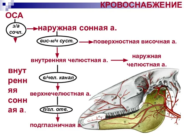 КРОВОСНАБЖЕНИЕ